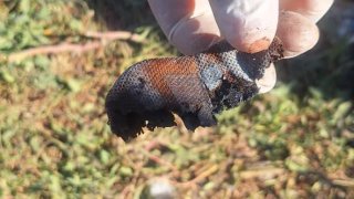 Մերձավանում տեղի ունեցած սպանության դեպքով ձերբակալվել է 1 անձ